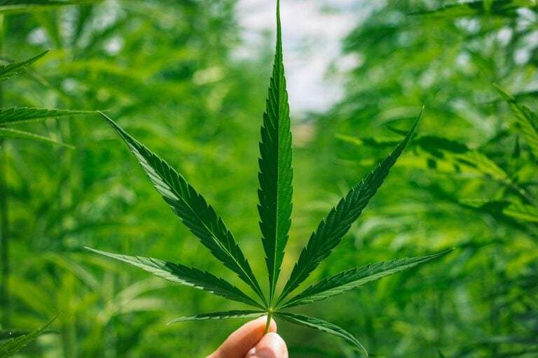 marijuana, cbd, hemp